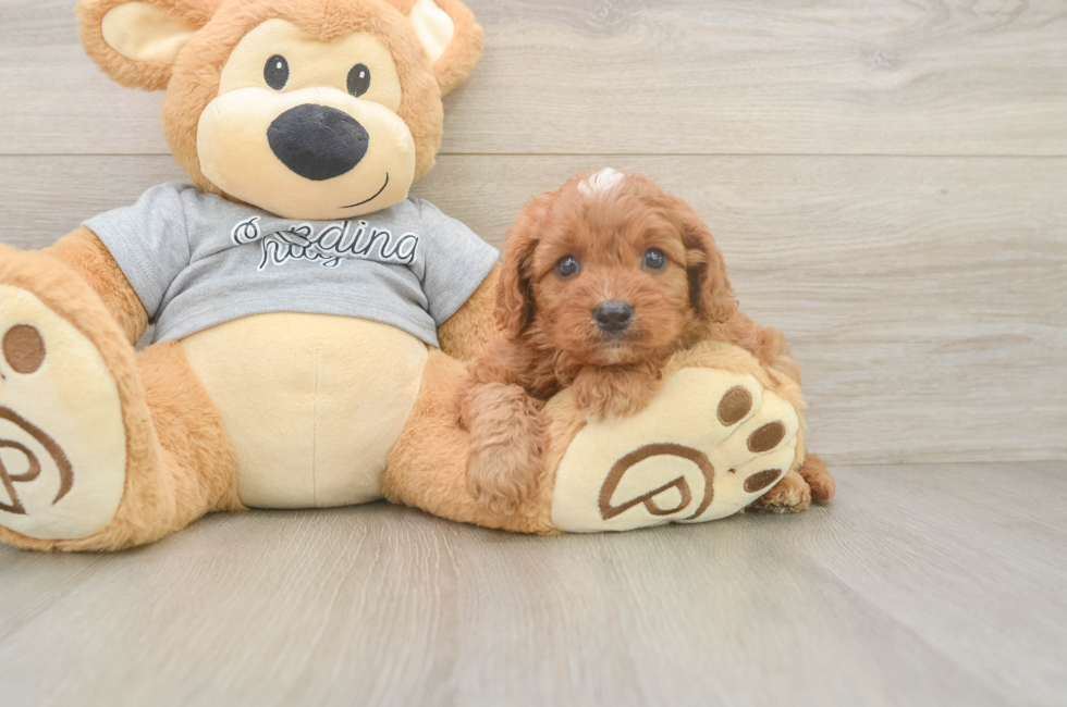 5 week old Cavapoo Puppy For Sale - Pilesgrove Pups