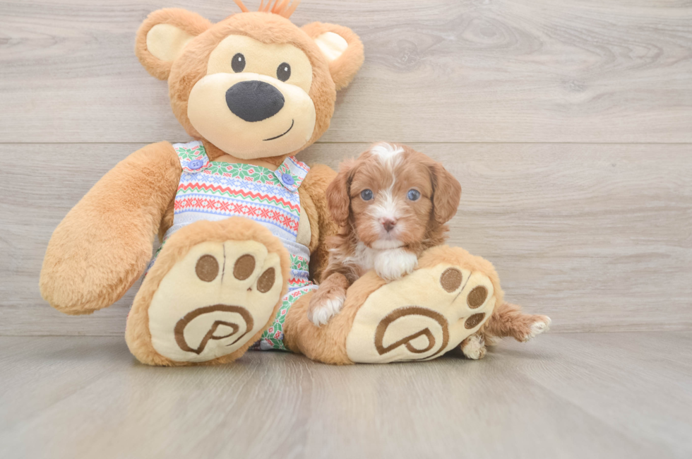 5 week old Cavapoo Puppy For Sale - Pilesgrove Pups