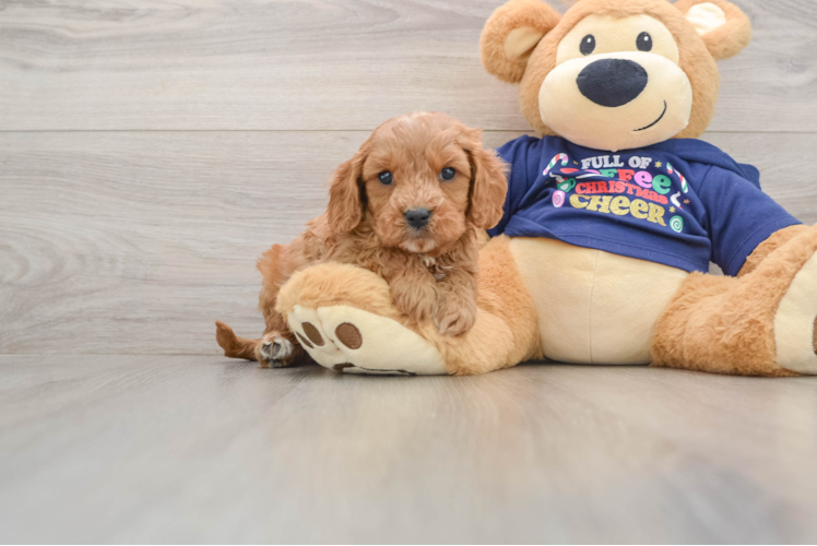 Cavapoo Pup Being Cute