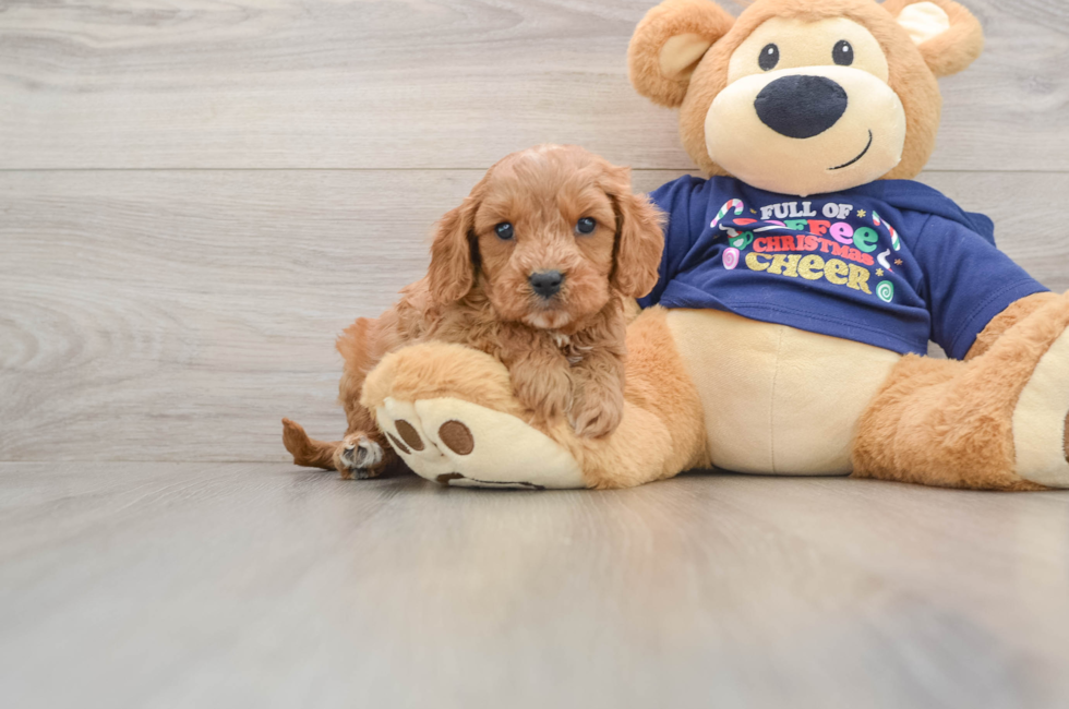 5 week old Cavapoo Puppy For Sale - Pilesgrove Pups
