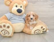 8 week old Cavapoo Puppy For Sale - Pilesgrove Pups