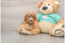 Best Cavapoo Baby
