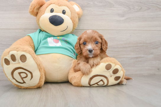 Smart Cavapoo Poodle Mix Pup