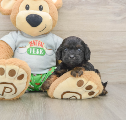9 week old Cavapoo Puppy For Sale - Pilesgrove Pups