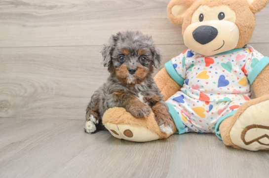 Little Cavipoo Poodle Mix Puppy