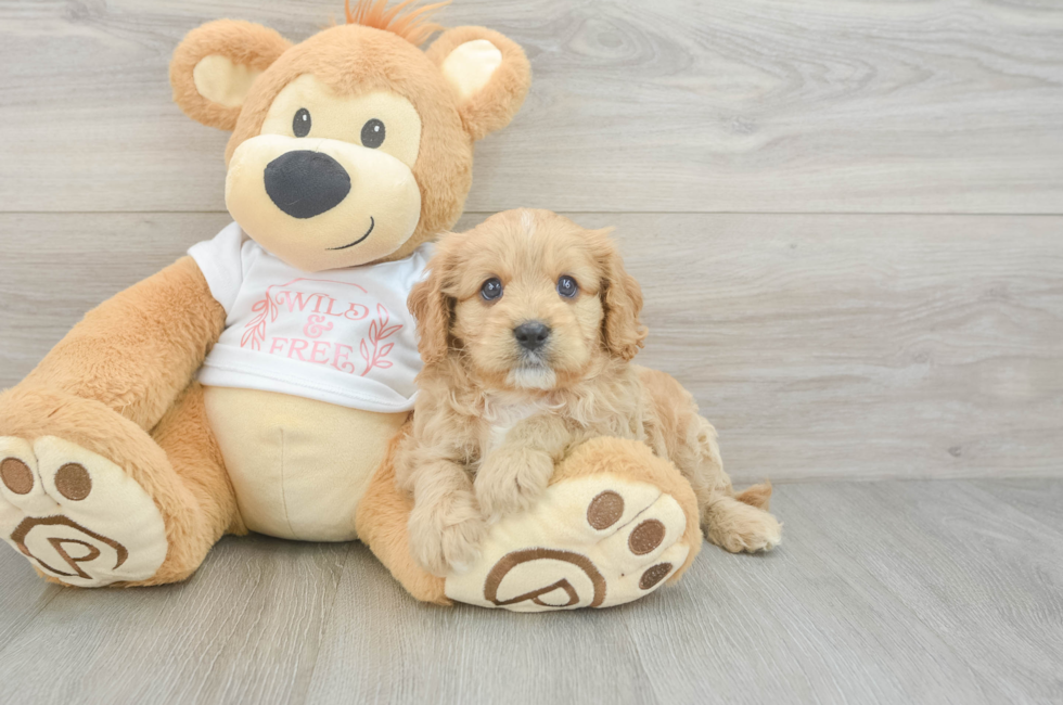 7 week old Cavapoo Puppy For Sale - Pilesgrove Pups