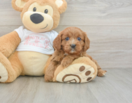 8 week old Cavapoo Puppy For Sale - Pilesgrove Pups