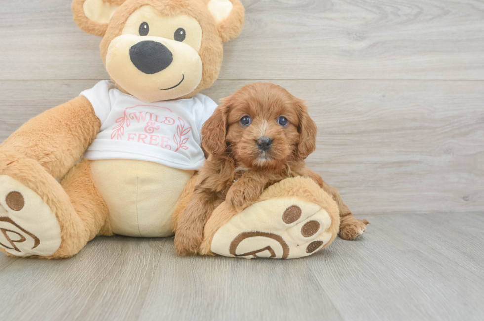 7 week old Cavapoo Puppy For Sale - Pilesgrove Pups