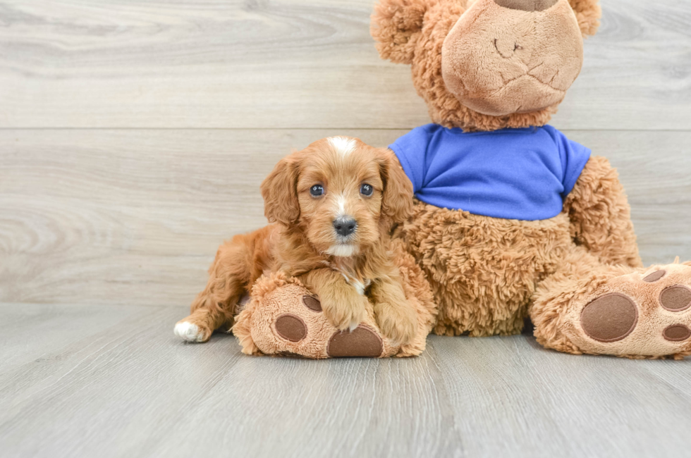 6 week old Cavapoo Puppy For Sale - Pilesgrove Pups