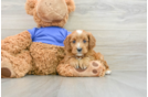 Playful Cavapoodle Poodle Mix Puppy