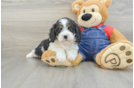 Best Cavapoo Baby