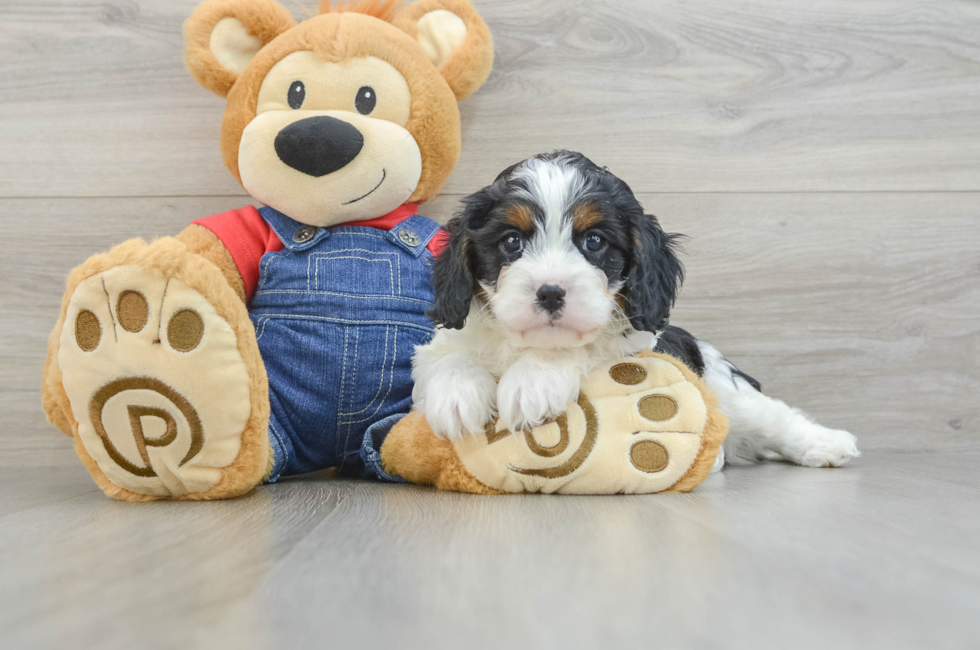 6 week old Cavapoo Puppy For Sale - Pilesgrove Pups