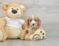 8 week old Cavapoo Puppy For Sale - Pilesgrove Pups