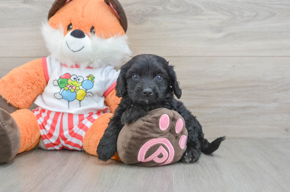 7 week old Cavapoo Puppy For Sale - Pilesgrove Pups