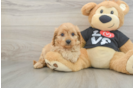 Best Cavapoo Baby