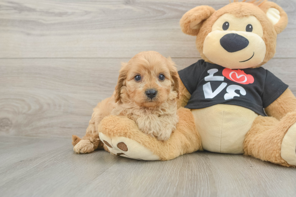 Best Cavapoo Baby