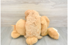 Playful Cavapoodle Poodle Mix Puppy