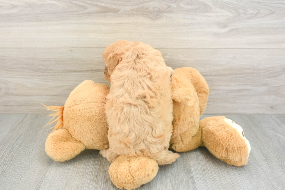 Playful Cavapoodle Poodle Mix Puppy