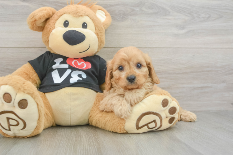Happy Cavapoo Baby