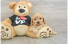 Happy Cavapoo Baby