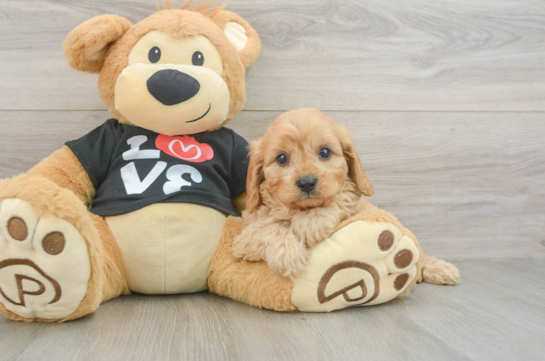 Happy Cavapoo Baby