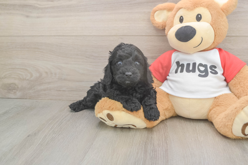 Cavapoo Puppy for Adoption