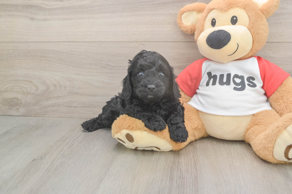 5 week old Cavapoo Puppy For Sale - Pilesgrove Pups