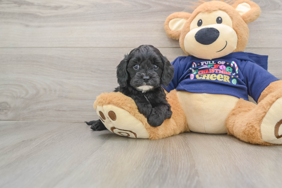 Cavapoo Pup Being Cute