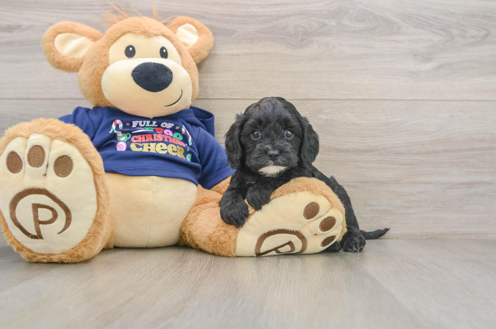 5 week old Cavapoo Puppy For Sale - Pilesgrove Pups