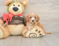 7 week old Cavapoo Puppy For Sale - Pilesgrove Pups