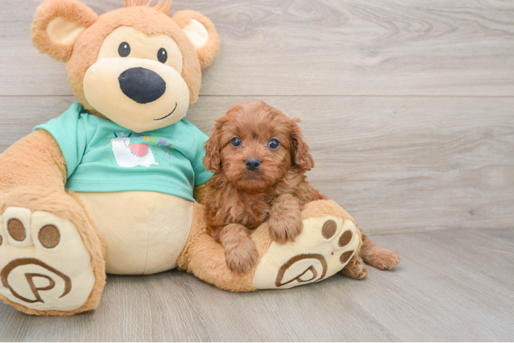 Cavapoo Pup Being Cute