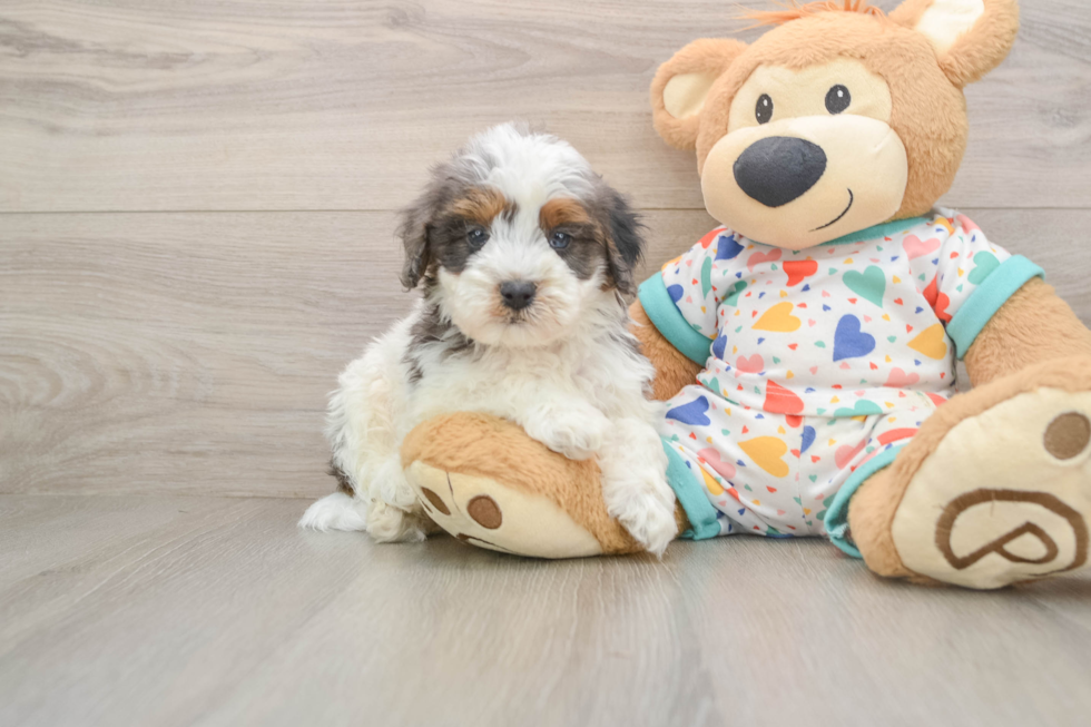 Cavapoo Puppy for Adoption