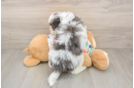 Playful Cavapoodle Poodle Mix Puppy