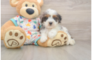 Best Cavapoo Baby