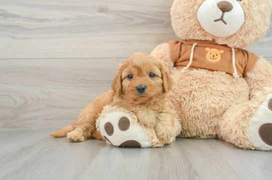 Best Cavapoo Baby