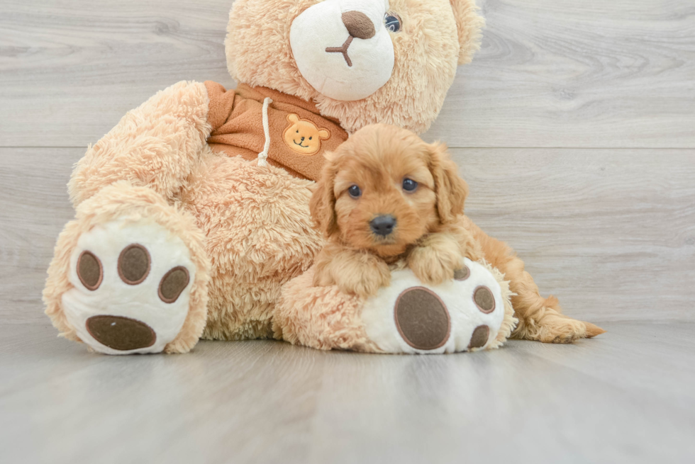 Smart Cavapoo Poodle Mix Pup