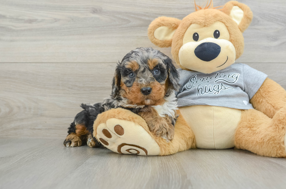 8 week old Cavapoo Puppy For Sale - Pilesgrove Pups