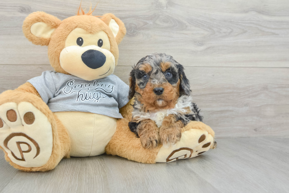 Cavapoo Pup Being Cute