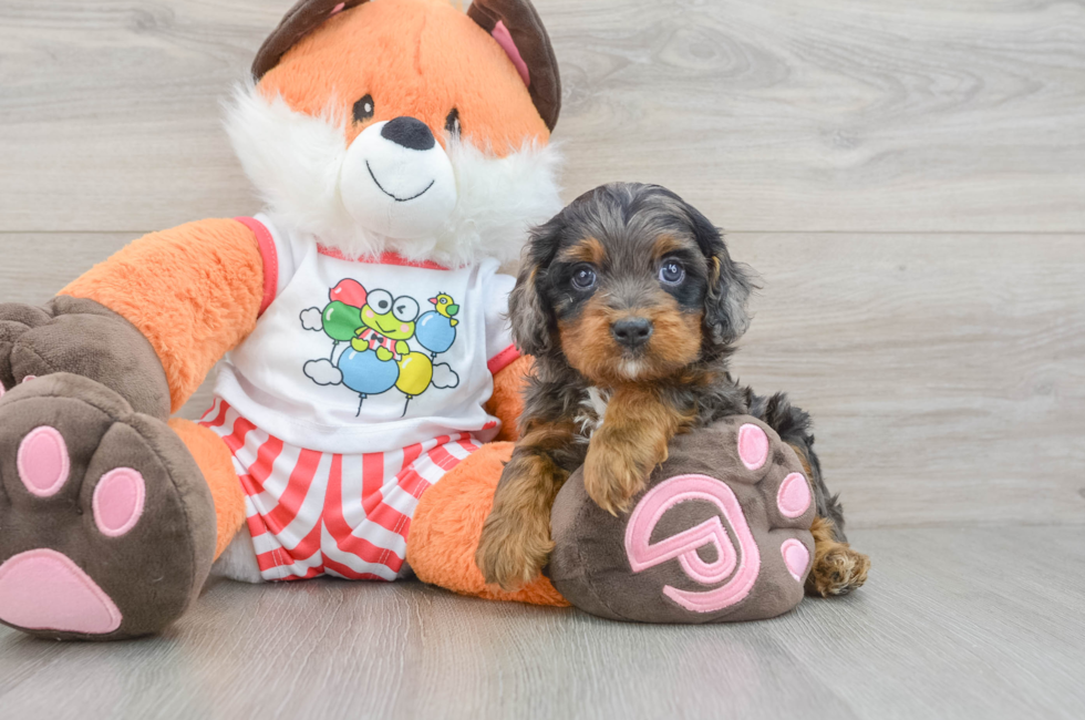 7 week old Cavapoo Puppy For Sale - Pilesgrove Pups