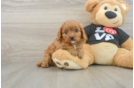 Energetic Cavoodle Poodle Mix Puppy