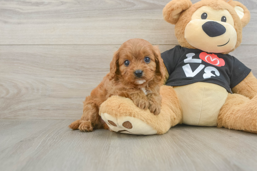 Energetic Cavoodle Poodle Mix Puppy