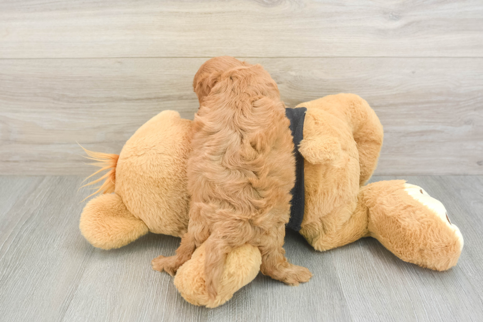 Cavapoo Pup Being Cute