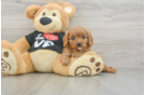 Cavapoo Pup Being Cute