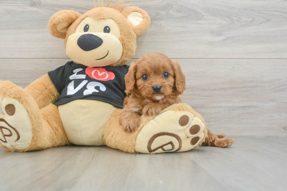Cavapoo Pup Being Cute