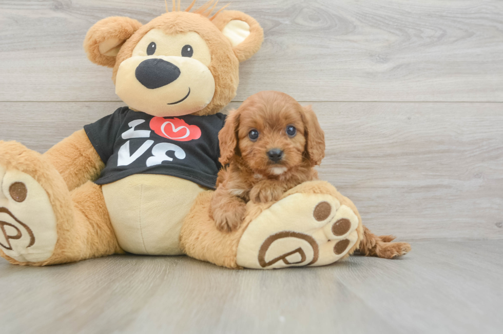 5 week old Cavapoo Puppy For Sale - Pilesgrove Pups