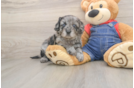 Playful Cavapoodle Poodle Mix Puppy