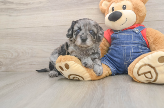 Playful Cavapoodle Poodle Mix Puppy