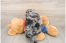 Funny Cavapoo Poodle Mix Pup