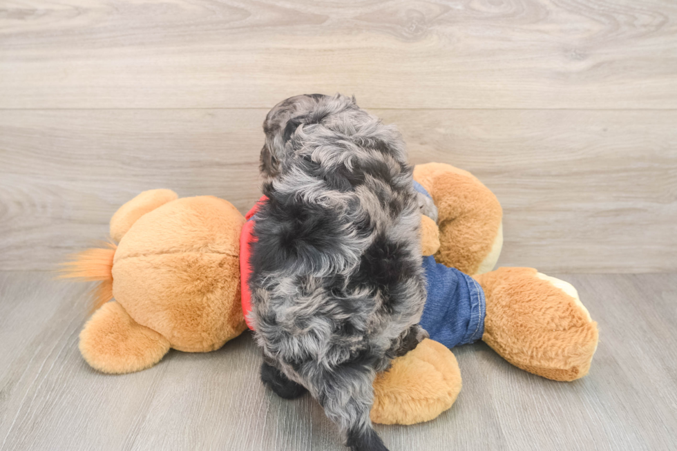 Funny Cavapoo Poodle Mix Pup