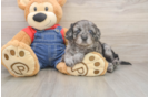 Cavapoo Pup Being Cute
